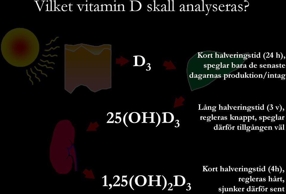 produktion/intag 25(OH)D 3 Lång halveringstid (3 v), regleras