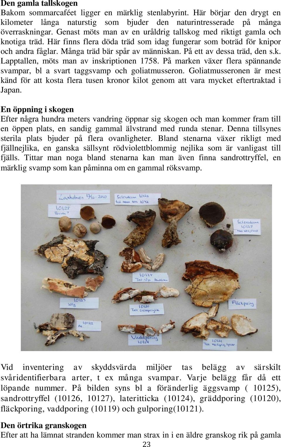 På ett av dessa träd, den s.k. Lapptallen, möts man av inskriptionen 1758. På marken växer flera spännande svampar, bl a svart taggsvamp och goliatmusseron.