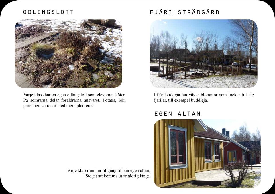 Potatis, lök, perenner, solrosor med mera planteras.