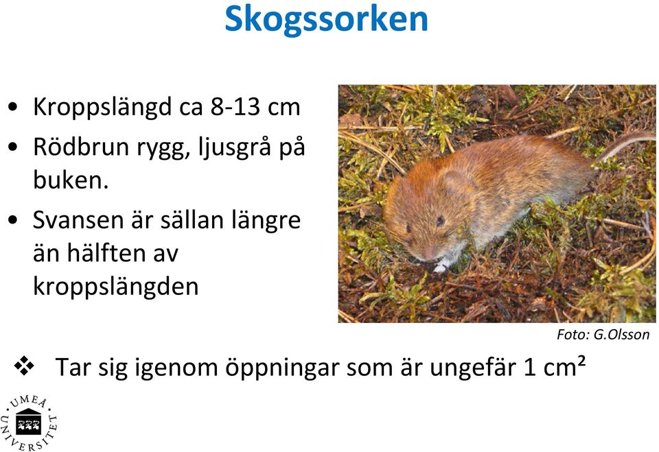 Svansen är sällan längre än hälften av