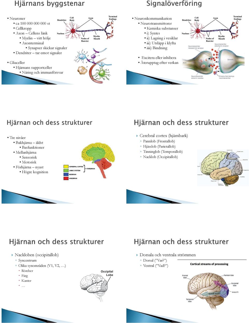 immunförsvar Tre nivåer Bakhjärna äldst Basfunktioner Mellanhjärna Sensorisk Motorisk Förhjärna nyast Högre kognition Cerebral cortex (hjärnbark) Pannlob (Frontallob) Hjässlob