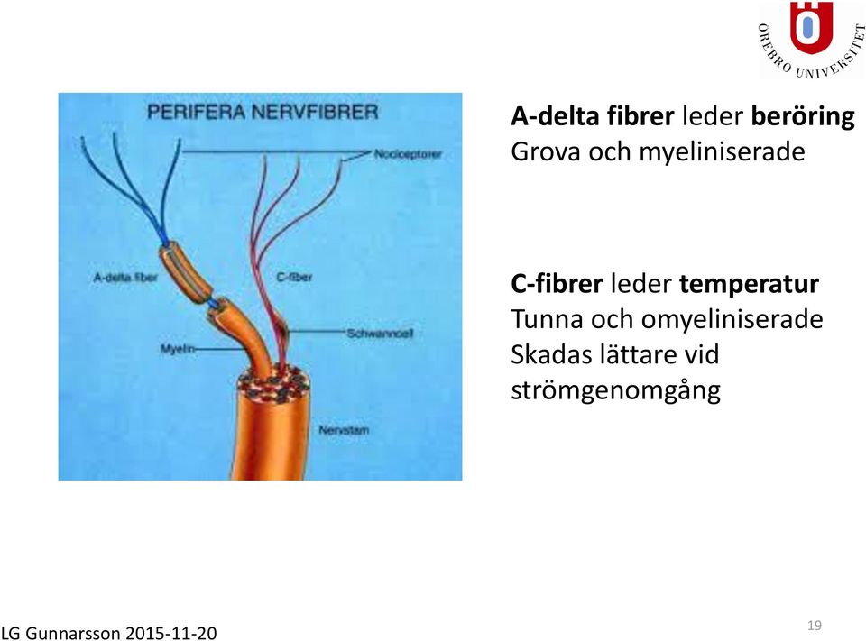 Tunna och omyeliniserade Skadas lättare