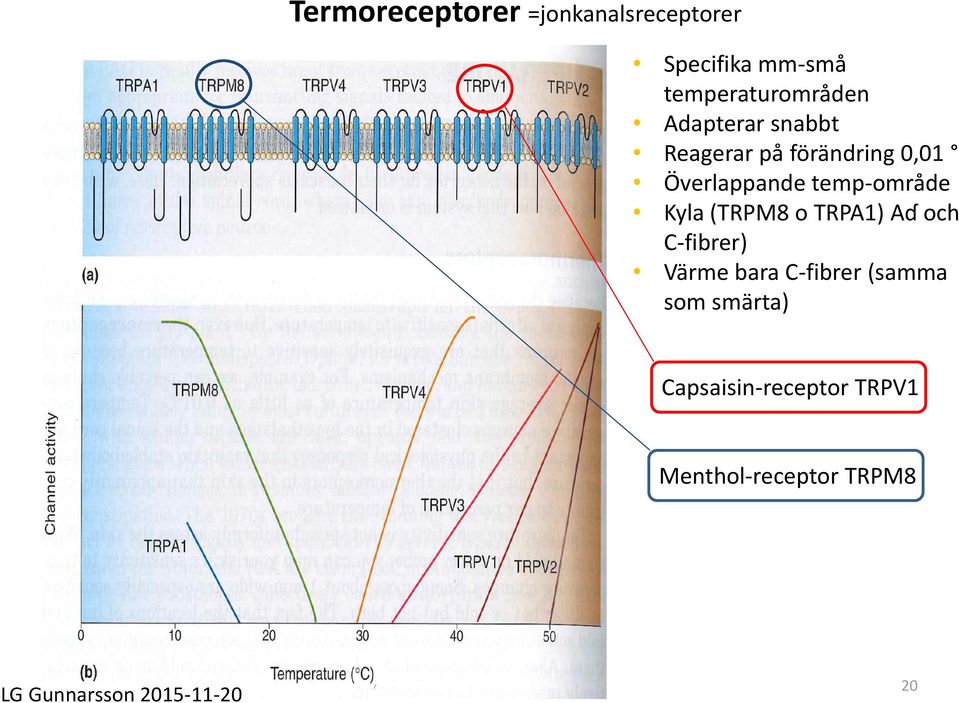 Kyla (TRPM8 o TRPA1) Aɗ och C-fibrer) Värme bara C-fibrer (samma som
