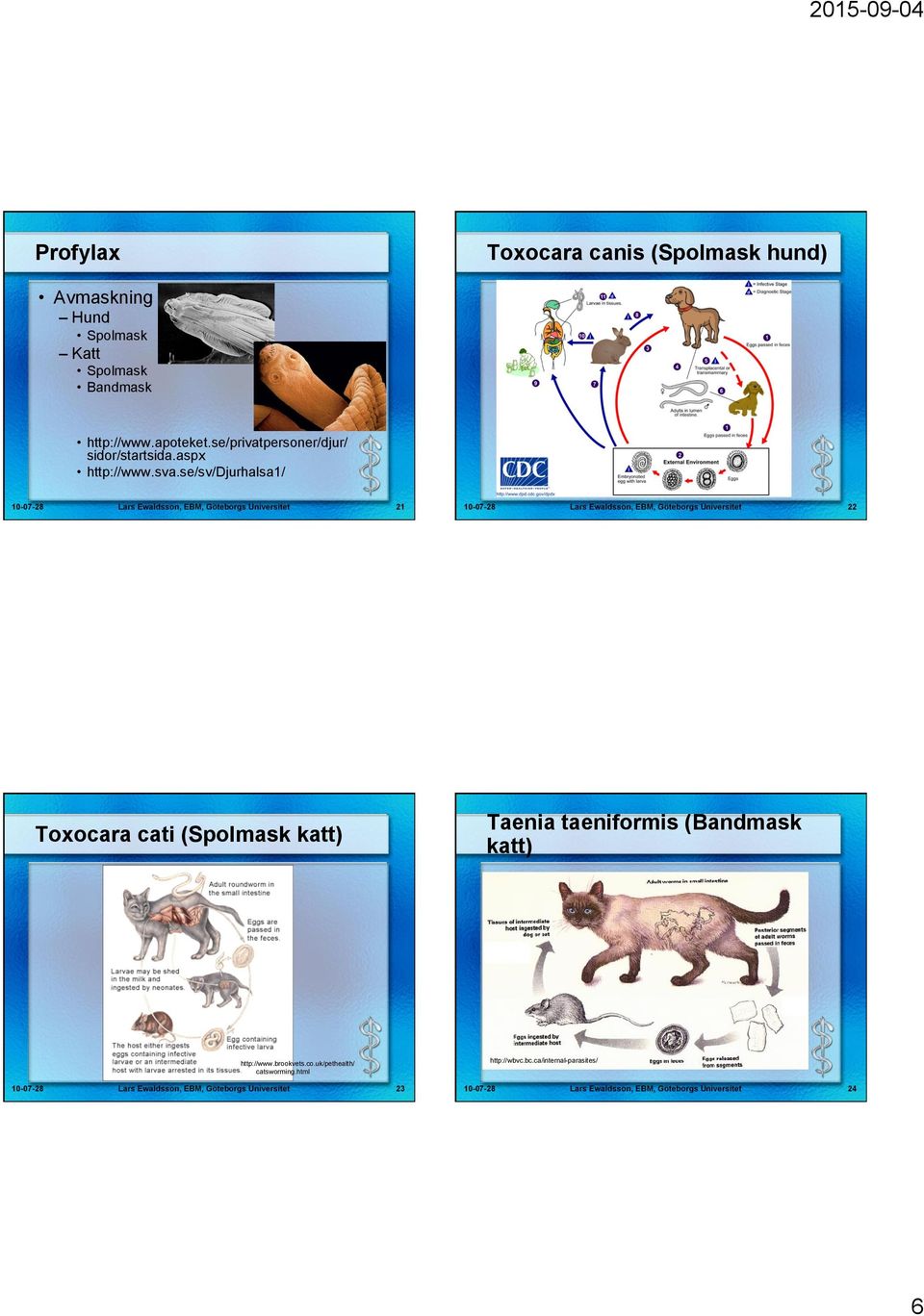 se/sv/djurhalsa1/ Lars Ewaldsson, EBM, Göteborgs Universitet 21 Lars Ewaldsson, EBM, Göteborgs Universitet 22 Toxocara cati