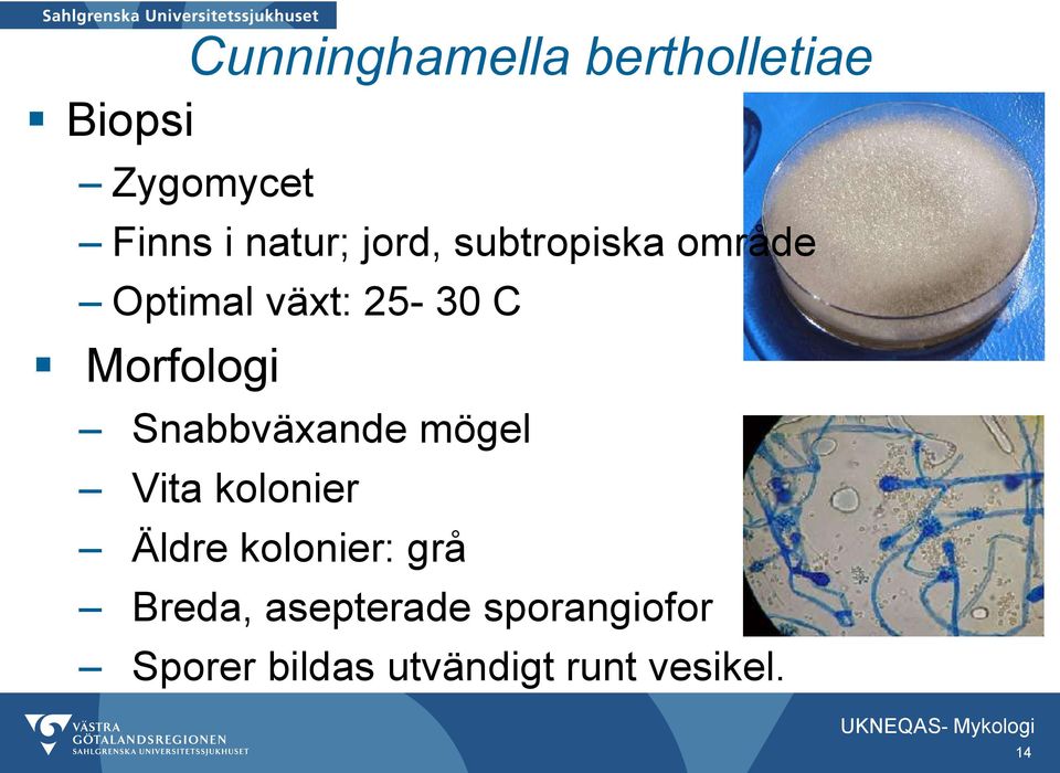 Snabbväxande mögel Vita kolonier Äldre kolonier: grå