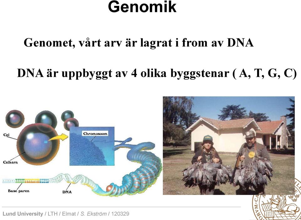 byggstenar ( A, T, G, C) Människan 5 x10