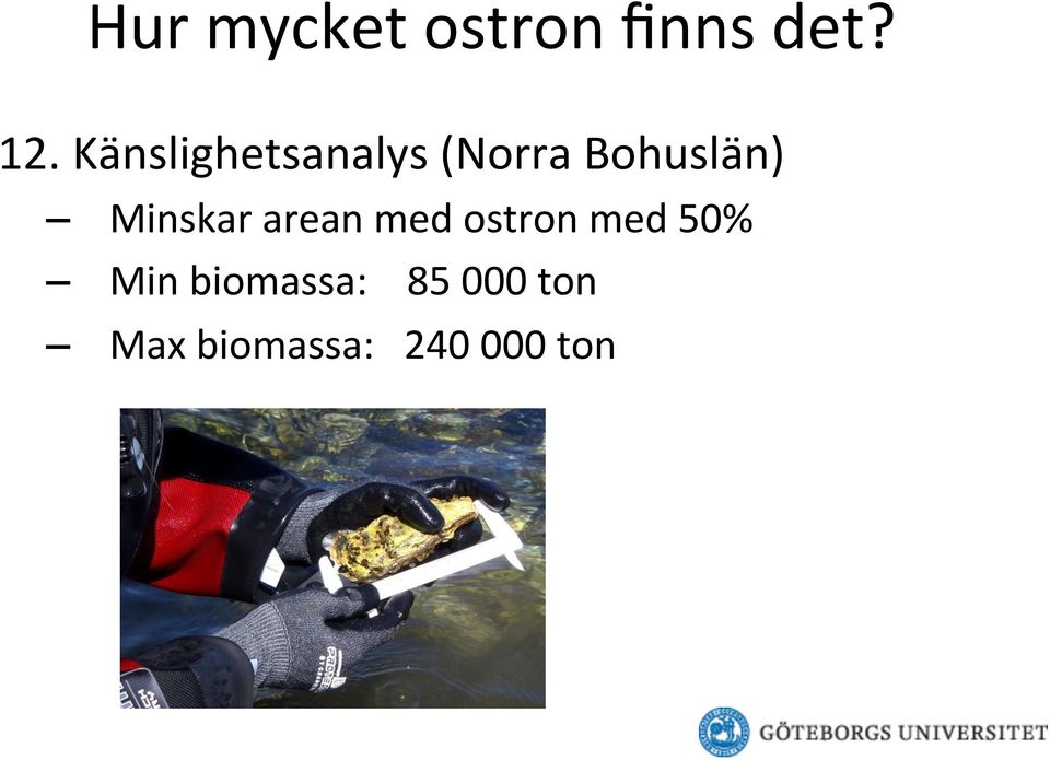 Minskar arean med ostron med 50% Min