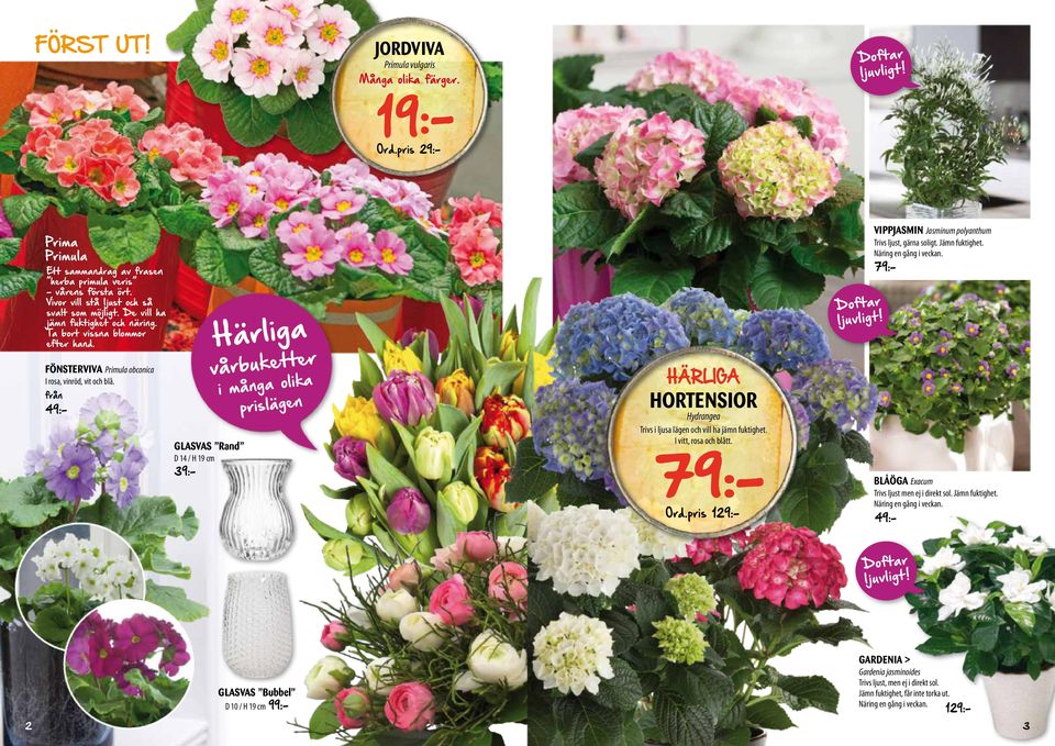 Härliga er vårbukett FÖNSTERVIVA Primula obconica lika i många o prislägen I rosa, vinröd, vit och blå.
