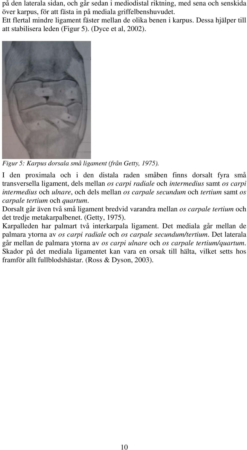 I den proximala och i den distala raden småben finns dorsalt fyra små transversella ligament, dels mellan os carpi radiale och intermedius samt os carpi intermedius och ulnare, och dels mellan os