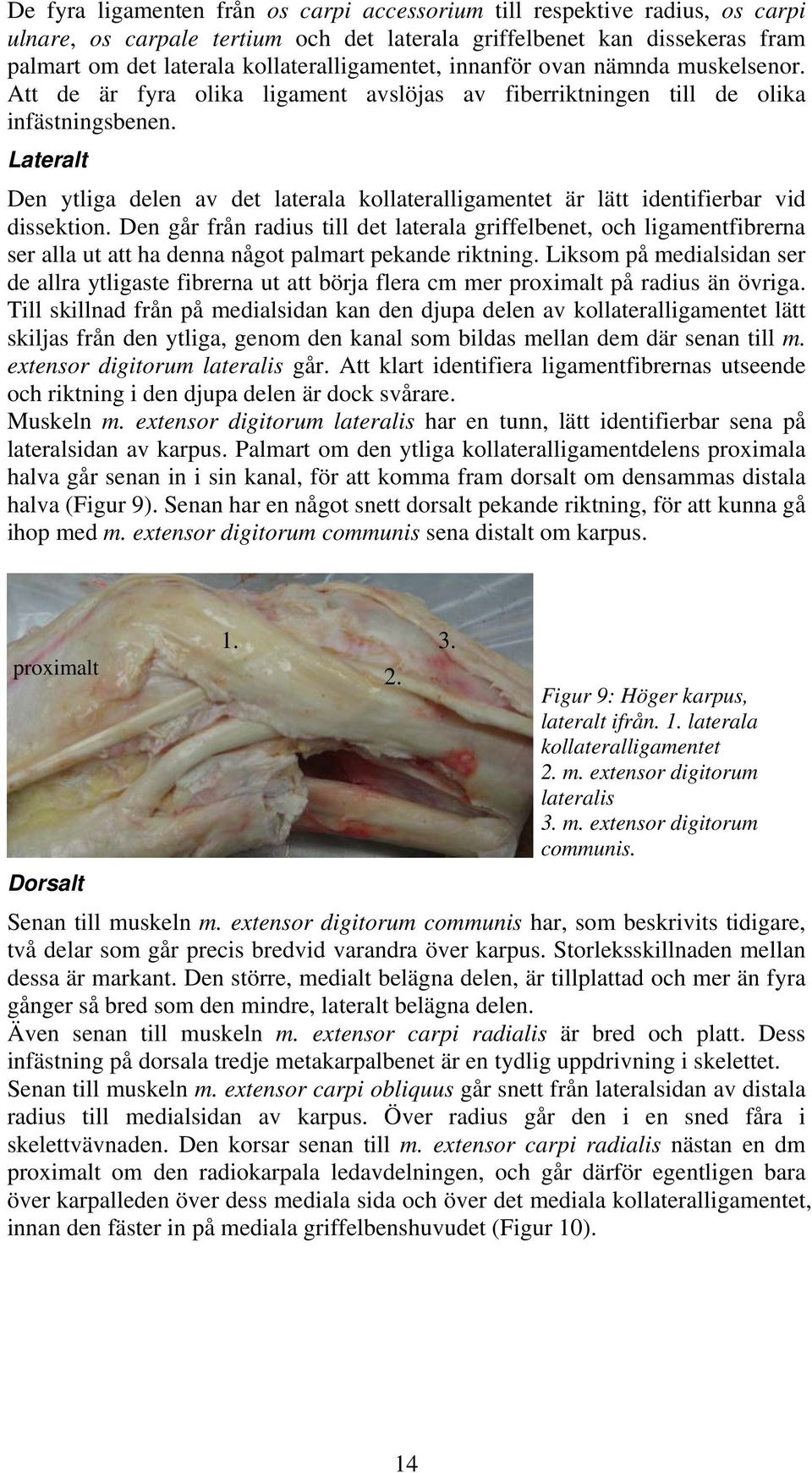 Lateralt Den ytliga delen av det laterala kollateralligamentet är lätt identifierbar vid dissektion.