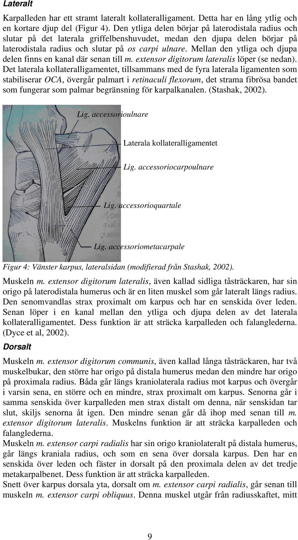 Mellan den ytliga och djupa delen finns en kanal där senan till m. extensor digitorum lateralis löper (se nedan).