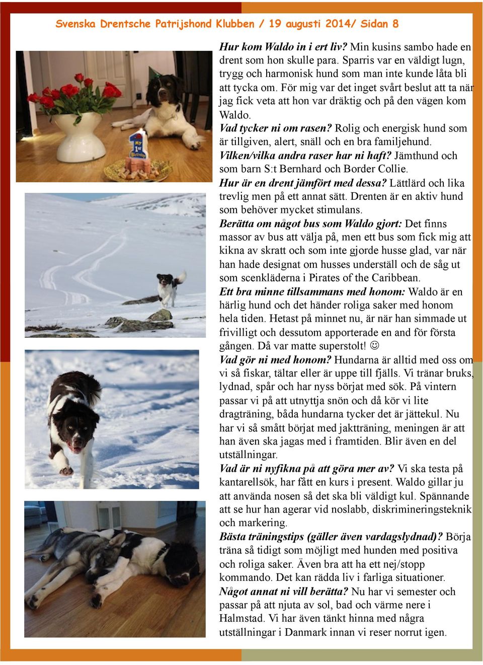 För mig var det inget svårt beslut att ta när jag fick veta att hon var dräktig och på den vägen kom Waldo. Vad tycker ni om rasen?