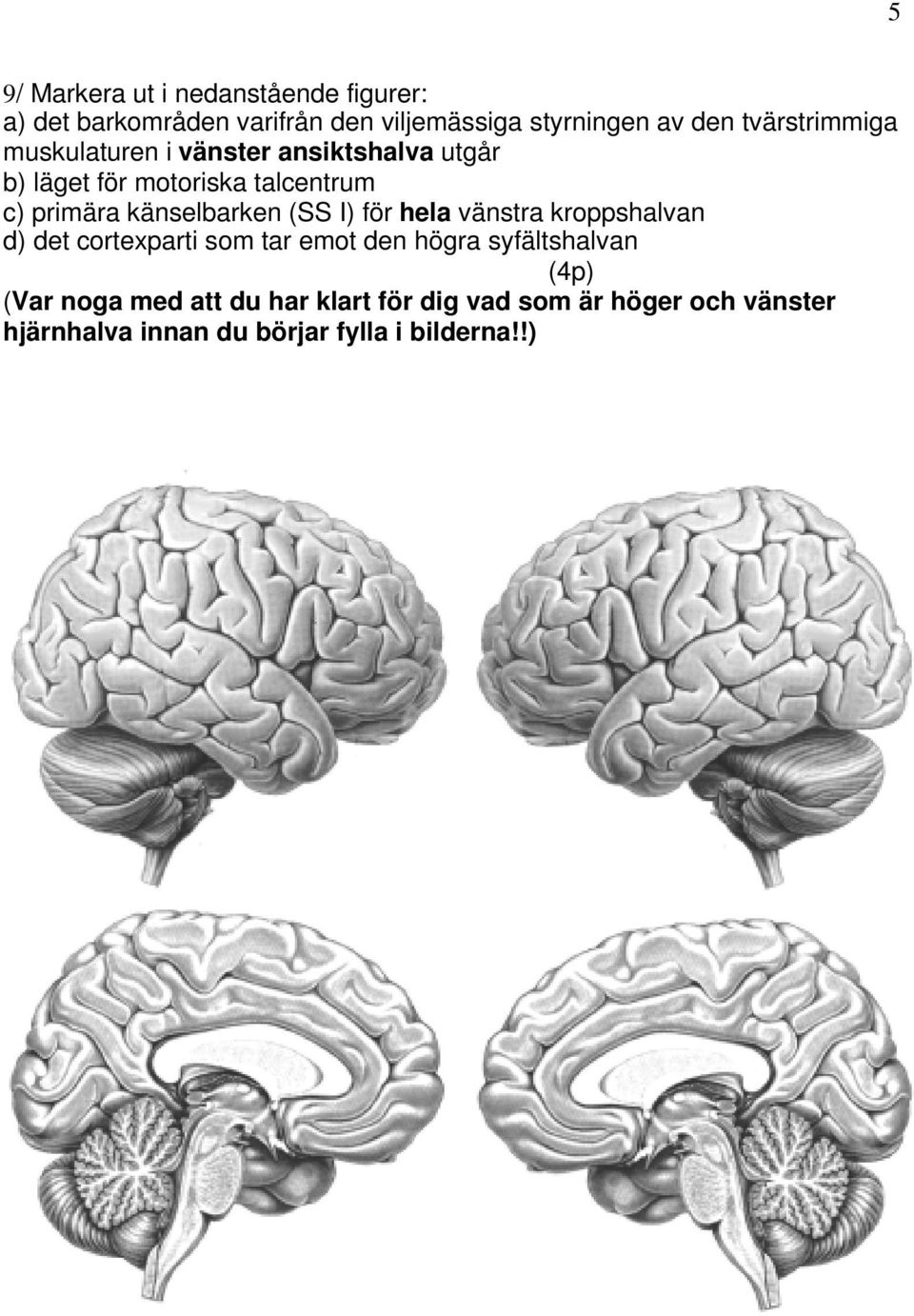 känselbarken (SS I) för hela vänstra kroppshalvan d) det cortexparti som tar emot den högra syfältshalvan