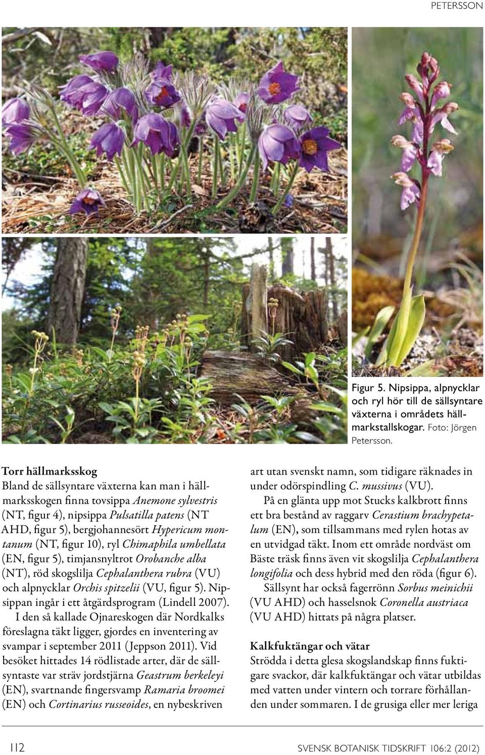 montanum (NT, figur 10), ryl Chimaphila umbellata (EN, figur 5), timjansnyltrot Orobanche alba (NT), röd skogslilja Cephalanthera rubra (VU) och alpnycklar Orchis spitzelii (VU, figur 5).