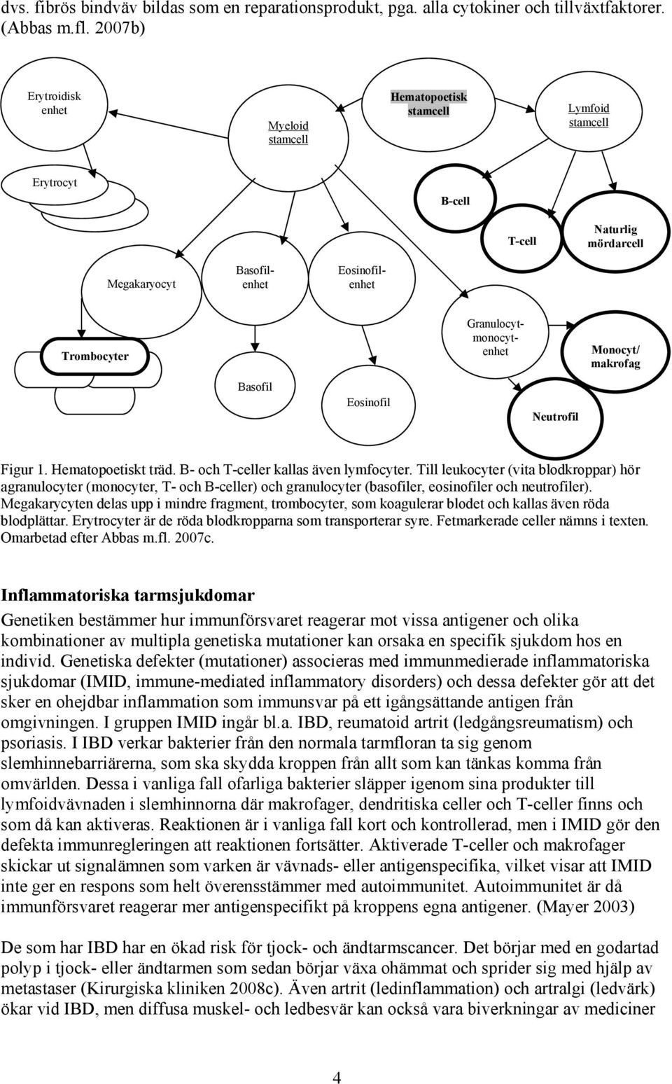 Granulocytmonocytenhet Monocyt/ makrofag Basofil Eosinofil Neutrofil Figur 1. Hematopoetiskt träd. B- och T-celler kallas även lymfocyter.