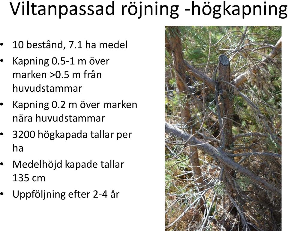 5 m från huvudstammar Kapning 0.