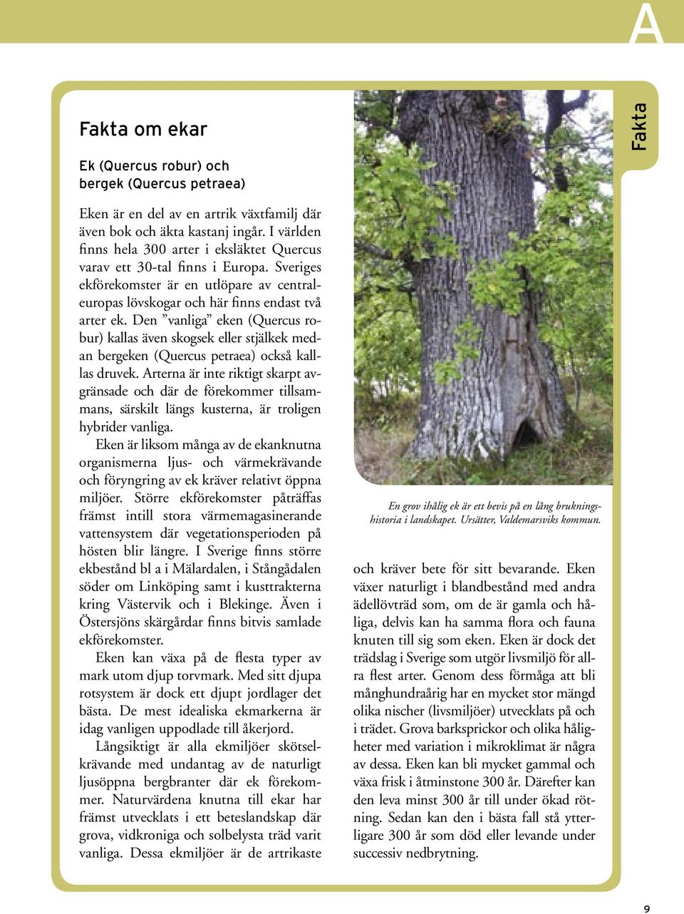 Den vanliga eken (Quercus robur) kallas även skogsek eller stjälkek medan bergeken (Quercus petraea) också kalllas druvek.