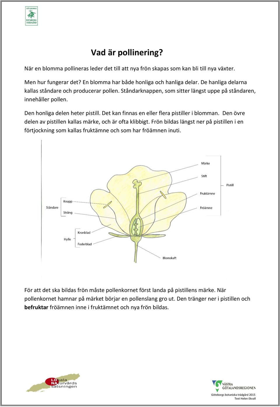 Det kan finnas en eller flera pistiller i blomman. Den övre delen av pistillen kallas märke, och är ofta klibbigt.