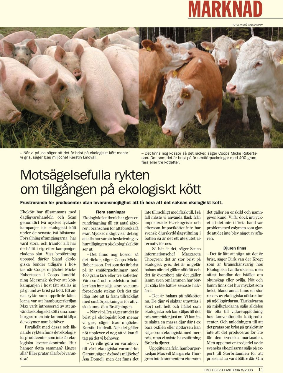 Motsägelsefulla rykten om tillgången på ekologiskt kött Frustrerande för producenter utan leveransmöjlighet att få höra att det saknas ekologiskt kött.