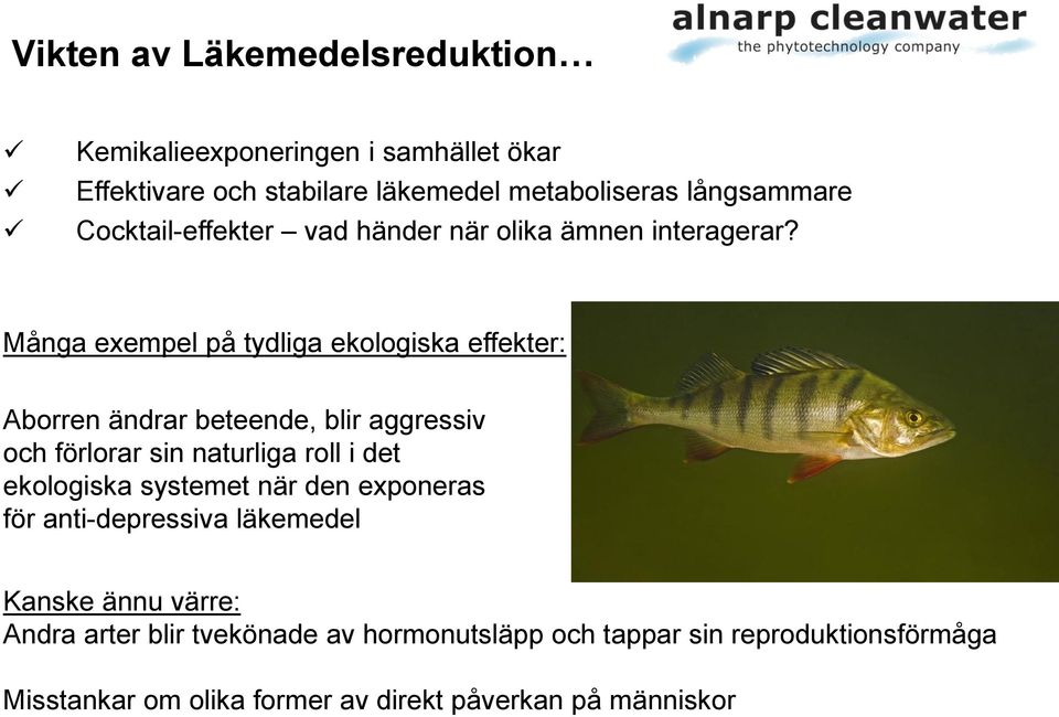 Många exempel på tydliga ekologiska effekter: Aborren ändrar beteende, blir aggressiv och förlorar sin naturliga roll i det ekologiska