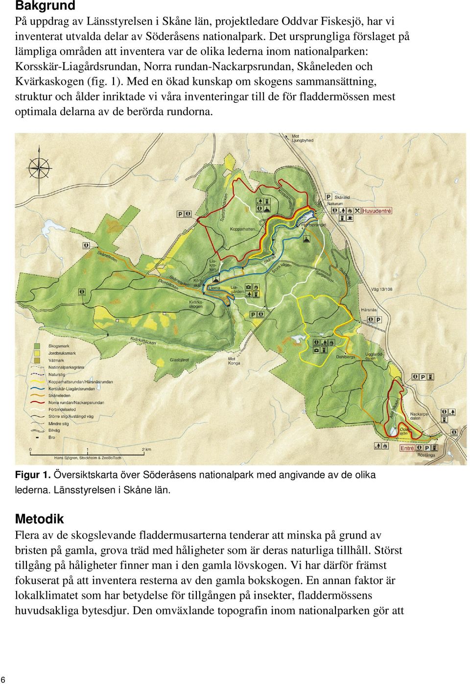 Med en ökad kunskap om skogens sammansättning, struktur och ålder inriktade vi våra inventeringar till de för fladdermössen mest optimala delarna av de berörda rundorna. Figur 1.