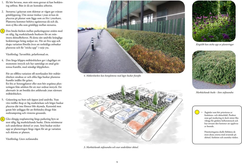 Den breda häcken mellan parkeringsytor ersätts med en tålig, låg marktäckande busksort för att minimera skötselbehovet. På detta sätt undviks krångliga beskärningar kring stolpar etc.