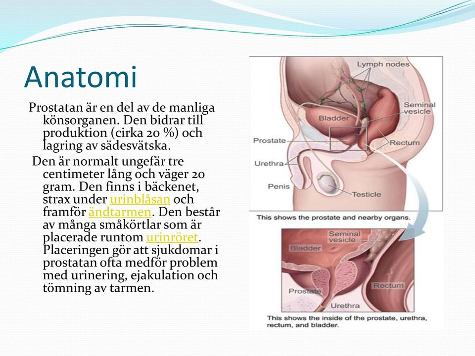 Den är normalt ungefär tre centimeter lång och väger 20 gram.