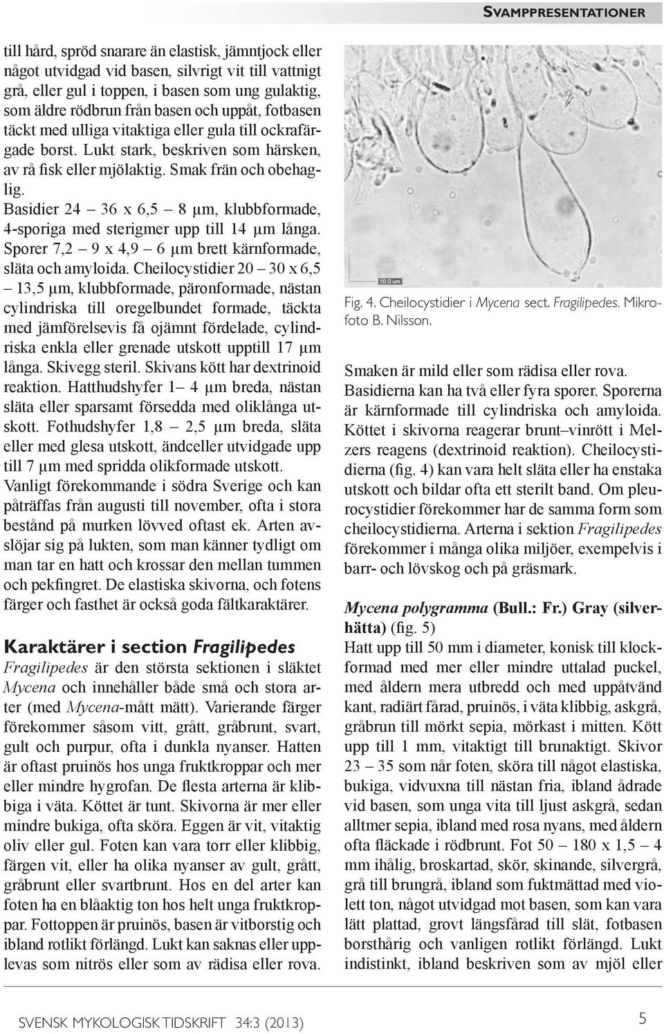 Basidier 24 36 x 6,5 8 µm, klubbformade, 4-sporiga med sterigmer upp till 14 µm långa. Sporer 7,2 9 x 4,9 6 µm brett kärnformade, släta och amyloida.