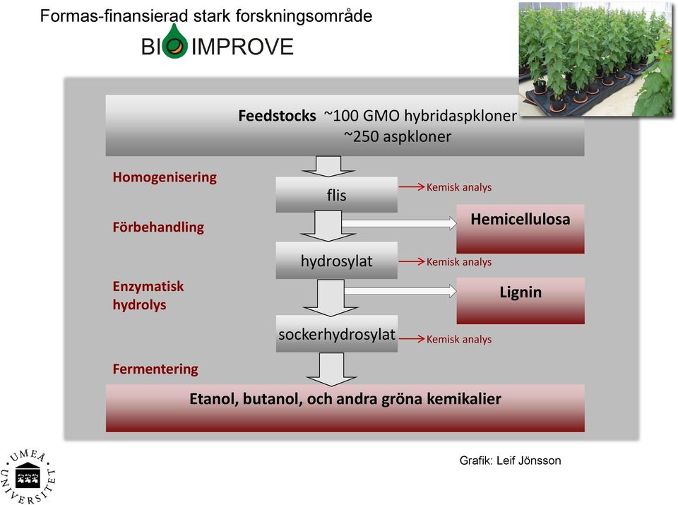 Enzymatisk hydrolys Fermentering hydrosylat nucl sockerhydrosylat Kemisk analys