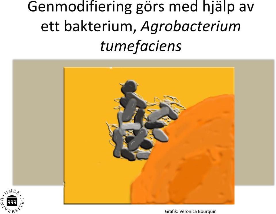 Agrobacterium