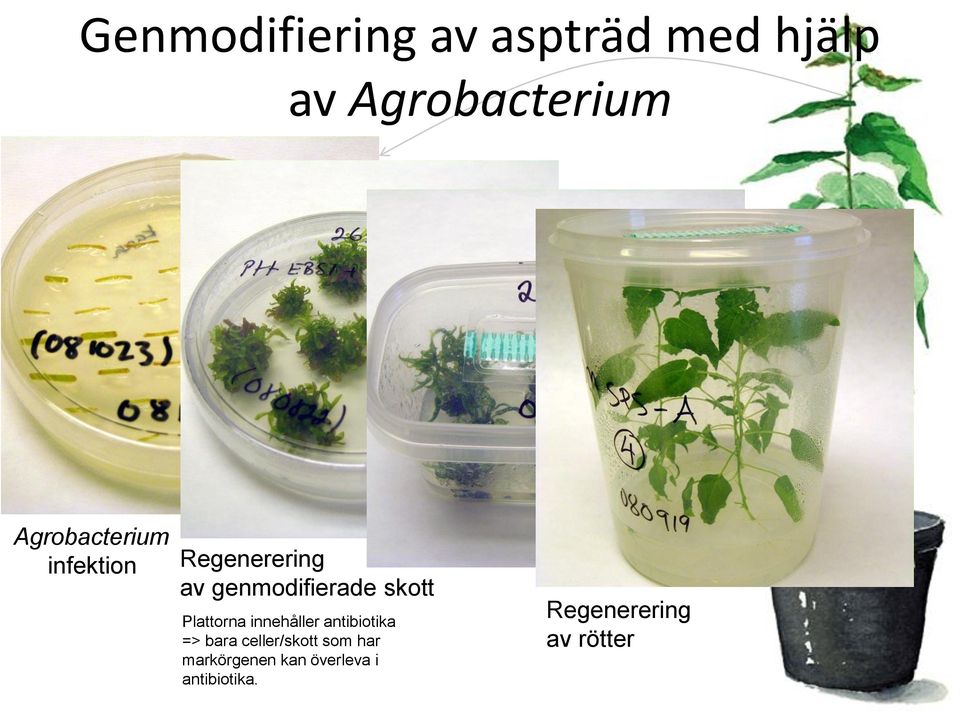 skott Plattorna innehåller antibiotika => bara celler/skott