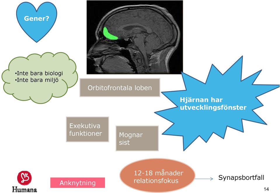 Orbitofrontala loben Hjärnan har