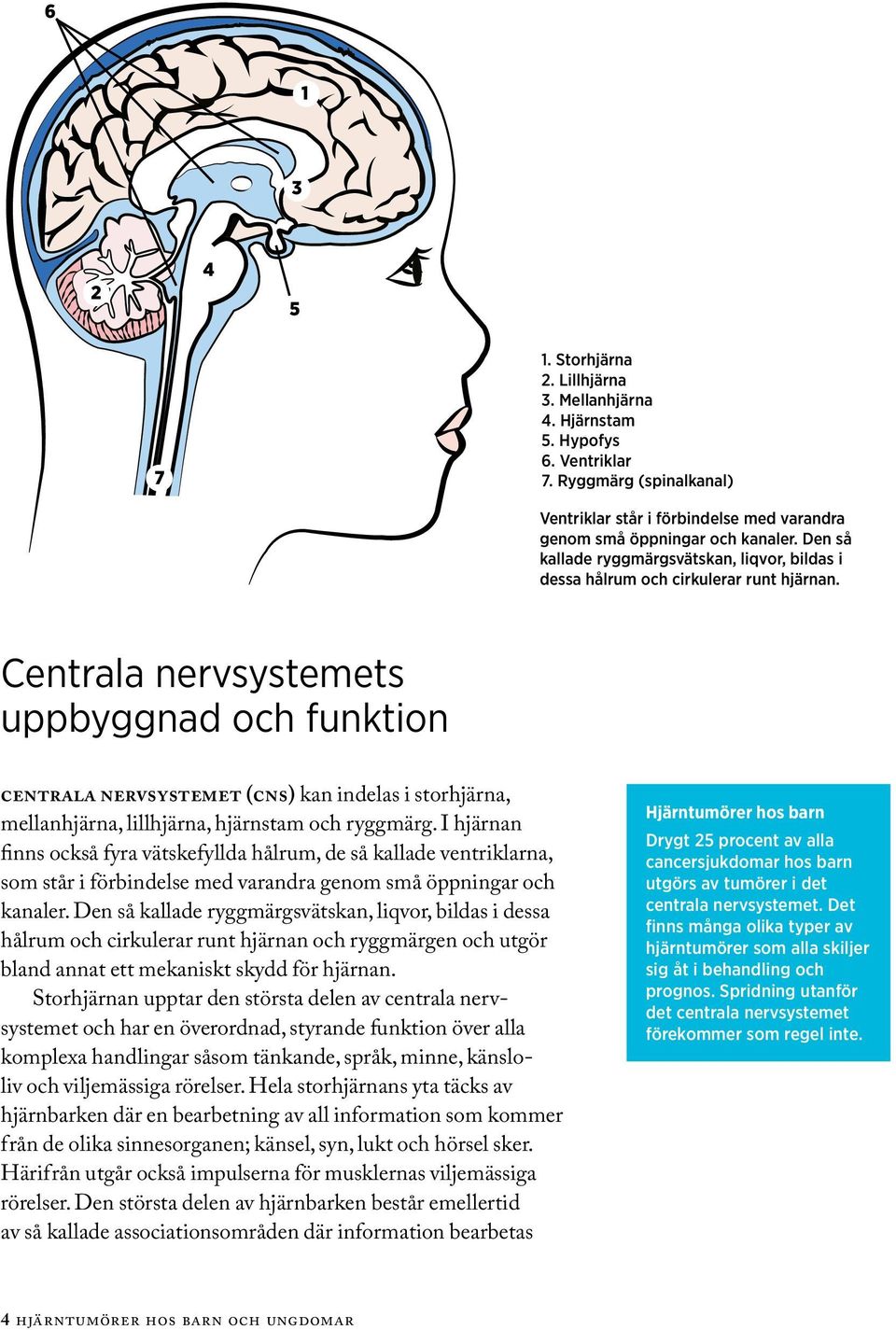 Centrala nervsystemets uppbyggnad och funktion centrala nervsystemet (cns) kan indelas i storhjärna, mellanhjärna, lillhjärna, hjärnstam och ryggmärg.