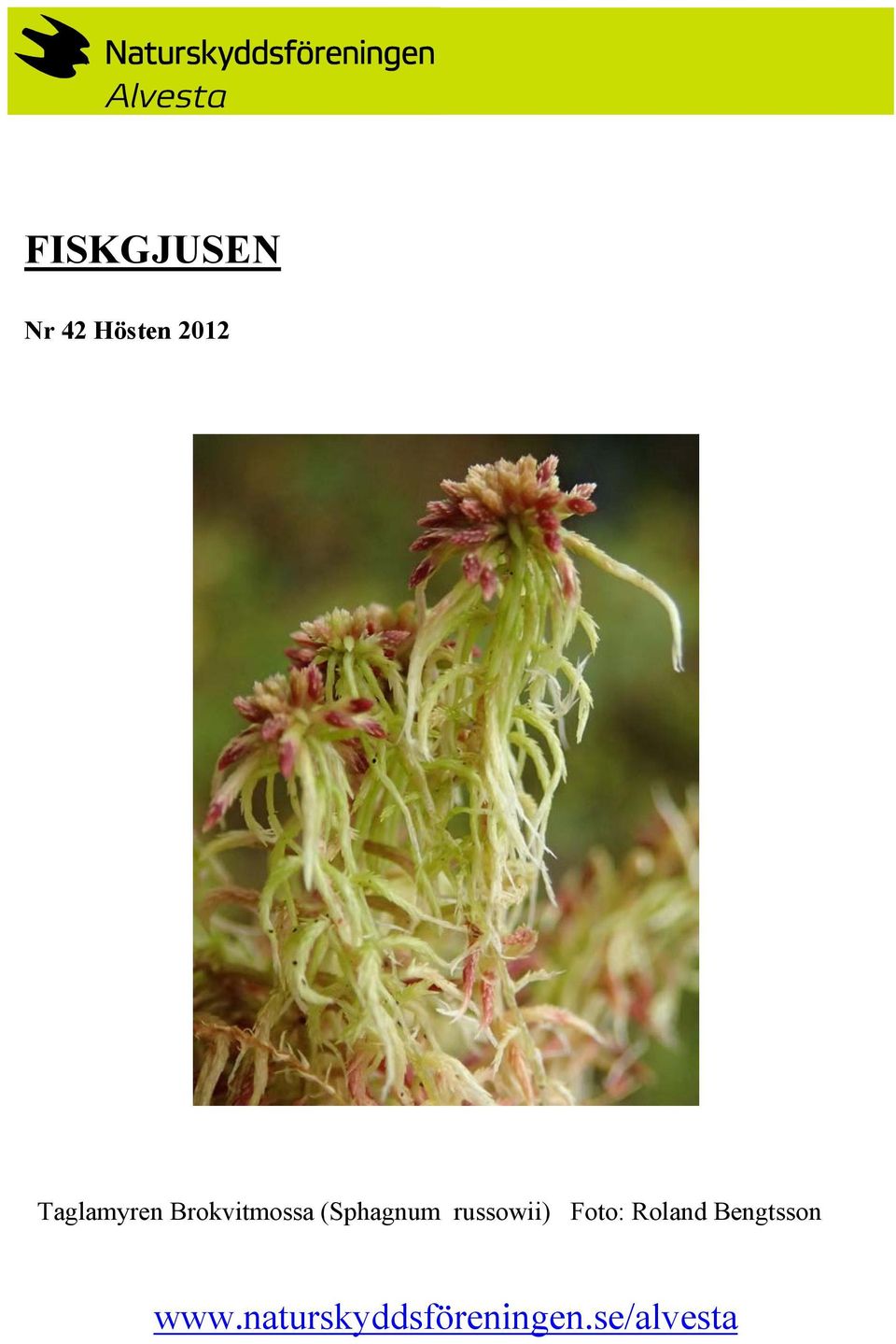 (Sphagnum russowii) Foto: Roland