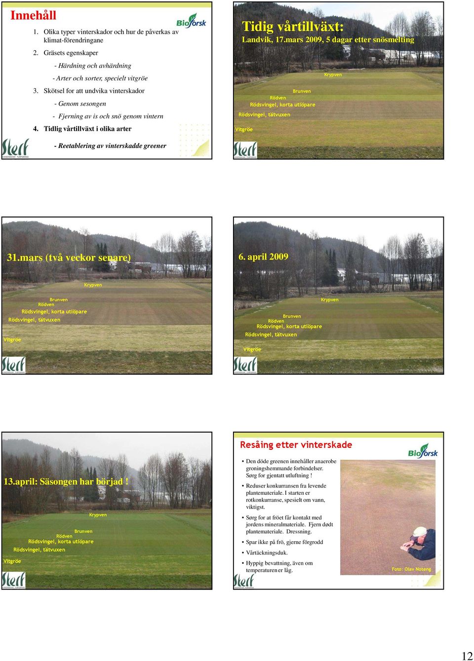 mars 2009, 5 dagar etter snösmelting Brunven Rödven Rödsvingel, korta utlöpare Rödsvingel, tätvuxen - Reetablering av vinterskadde greener 31.mars (två veckor senare) 6.