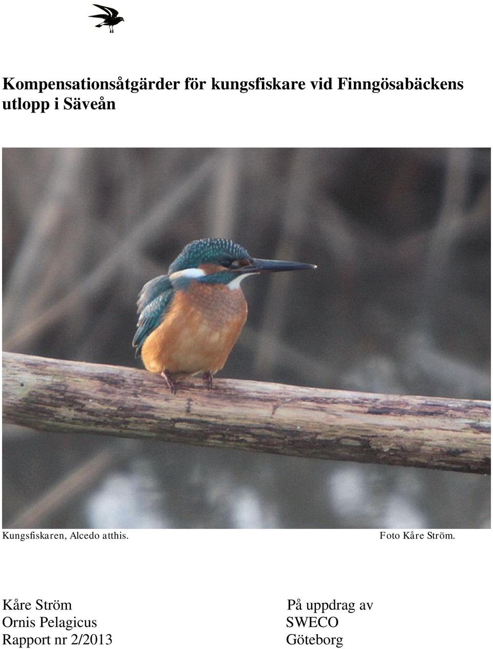 Alcedo atthis. Foto Kåre Ström.