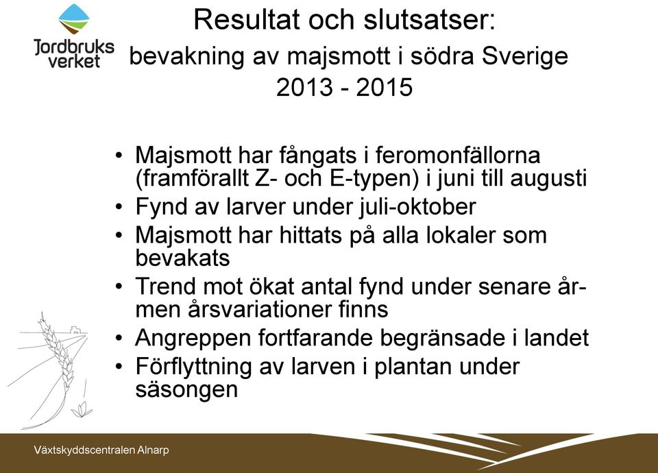 Majsmott har hittats på alla lokaler som bevakats Trend mot ökat antal fynd under senare årmen