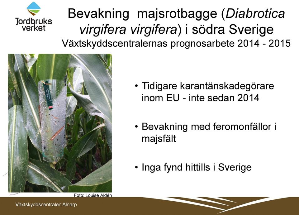 karantänskadegörare inom EU - inte sedan 2014 Bevakning med