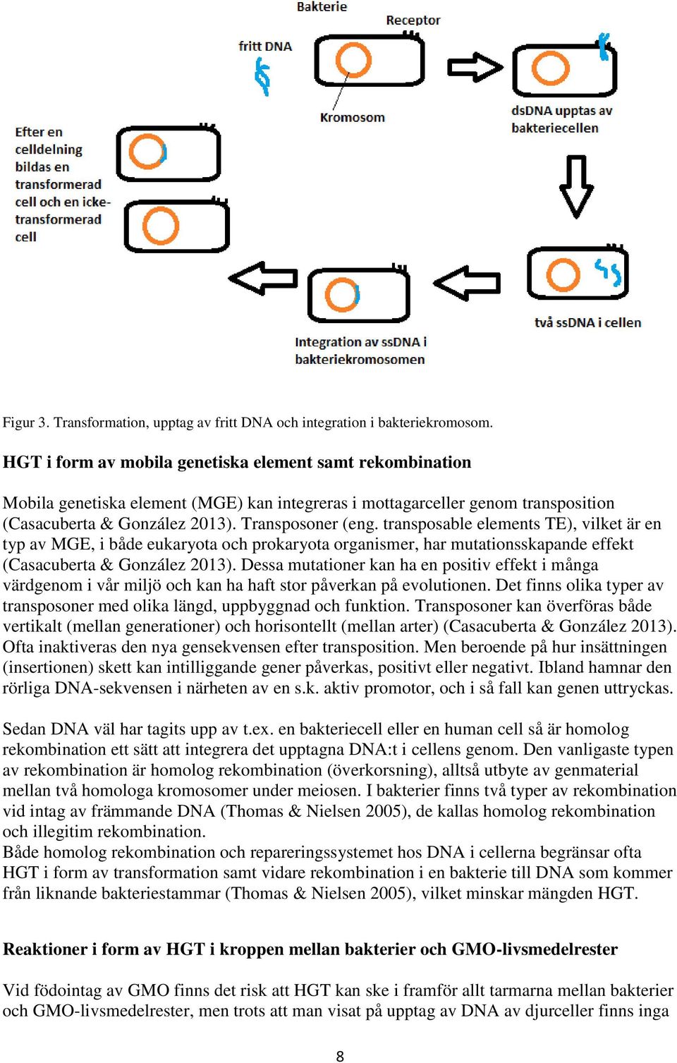 transposable elements TE), vilket är en typ av MGE, i både eukaryota och prokaryota organismer, har mutationsskapande effekt (Casacuberta & González 2013).