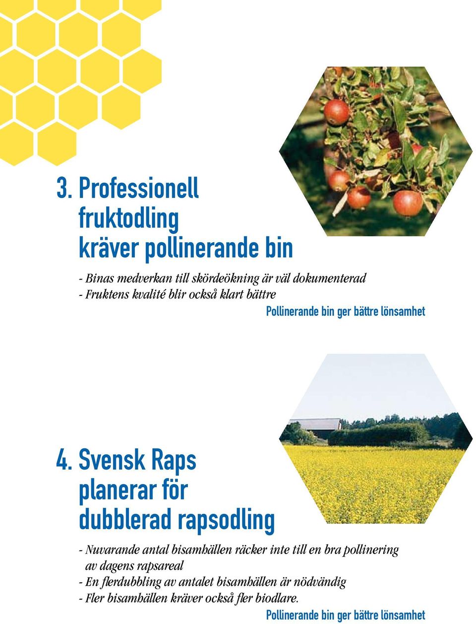 Svensk Raps planerar för dubblerad rapsodling - Nuvarande antal bisamhällen räcker inte till en bra pollinering av