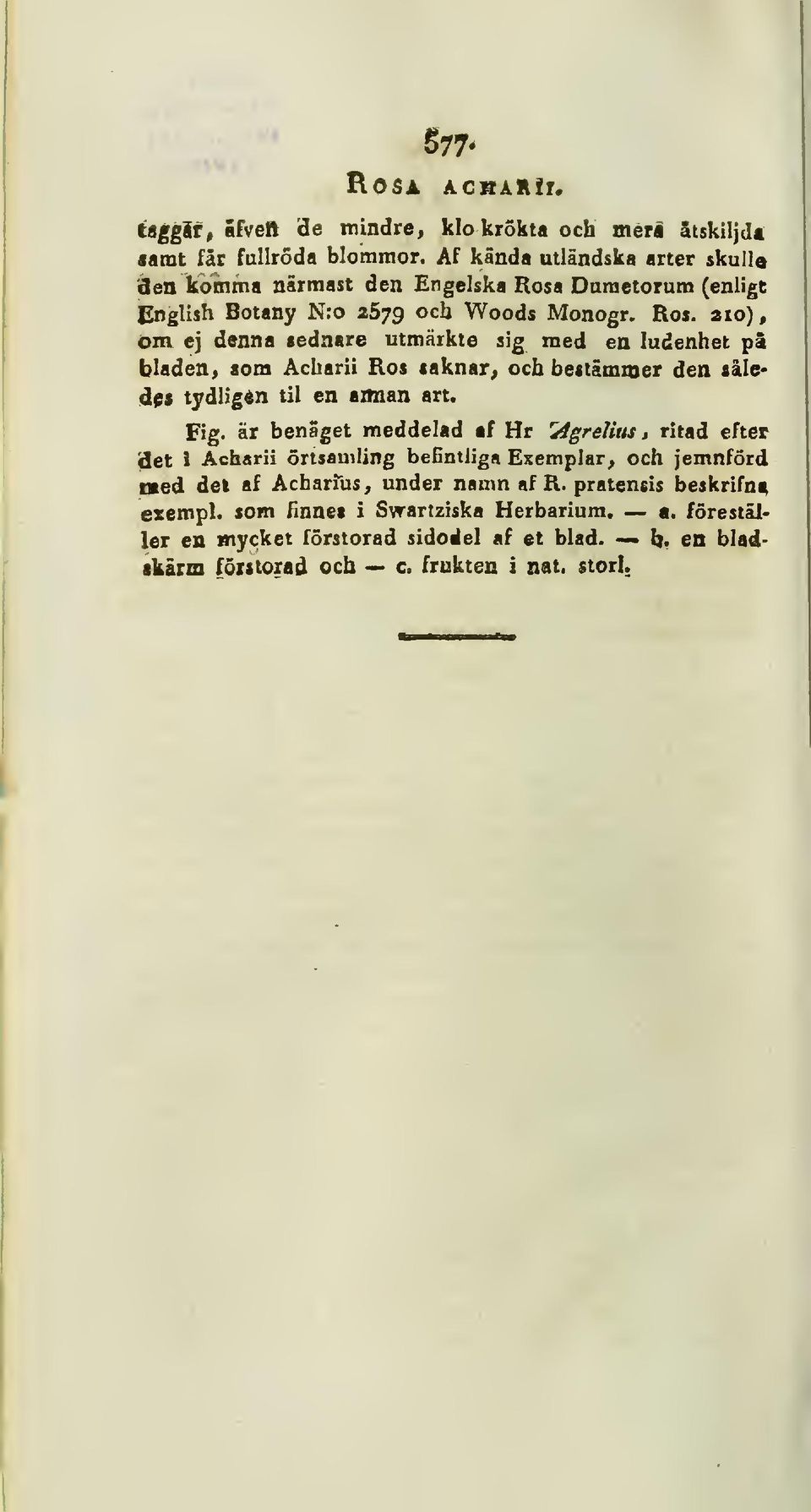 ej denna sednare utmärkte sig med en ludenhet pä bladen > som Acharii Ros saknar^ och bectämmer den såle* en axman art. åf$ tydligen til Fig.