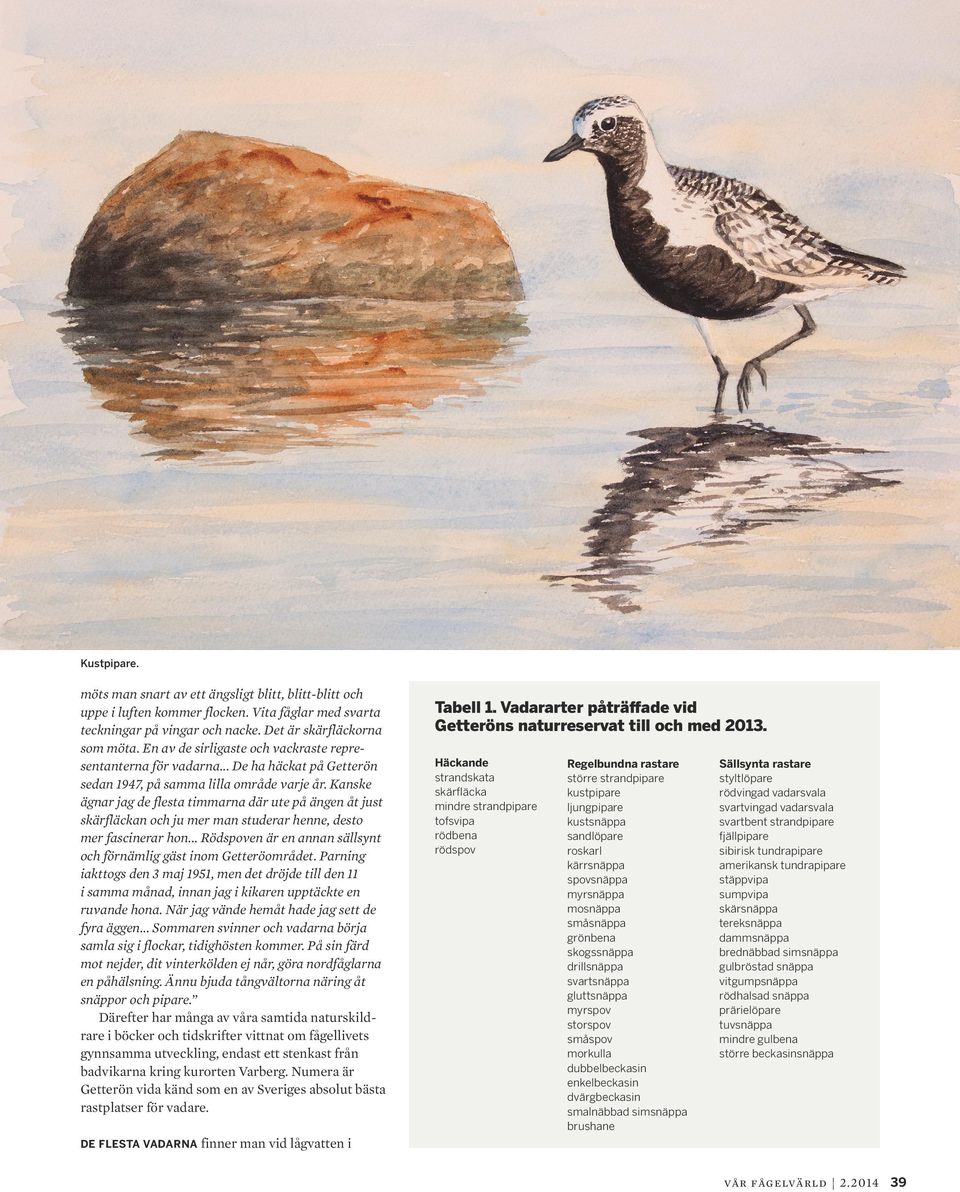 Kanske ägnar jag de flesta timmarna där ute på ängen åt just skärfläckan och ju mer man studerar henne, desto mer fascinerar hon... Rödspoven är en annan sällsynt och förnämlig gäst inom Getteröområdet.