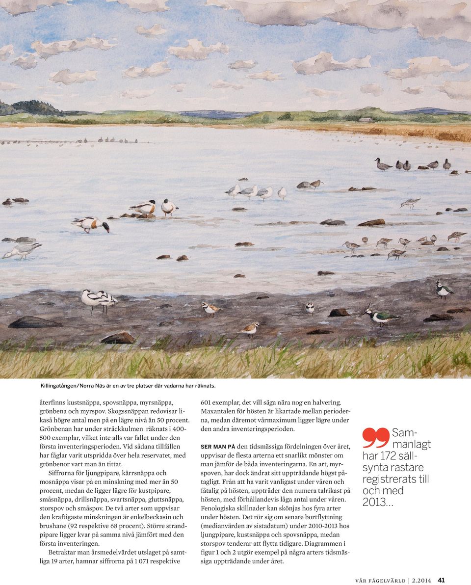 Vid sådana tillfällen har fåglar varit utspridda över hela reservatet, med grönbenor vart man än tittat.