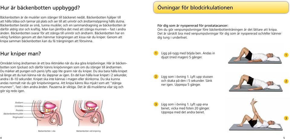 Bäckenbotten består av små, tunna muskler, och en sammandragning av bäckenbotten är därför aldrig stor och kraftig. Man kan jämföra det med att stänga munnen fast i andra änden.