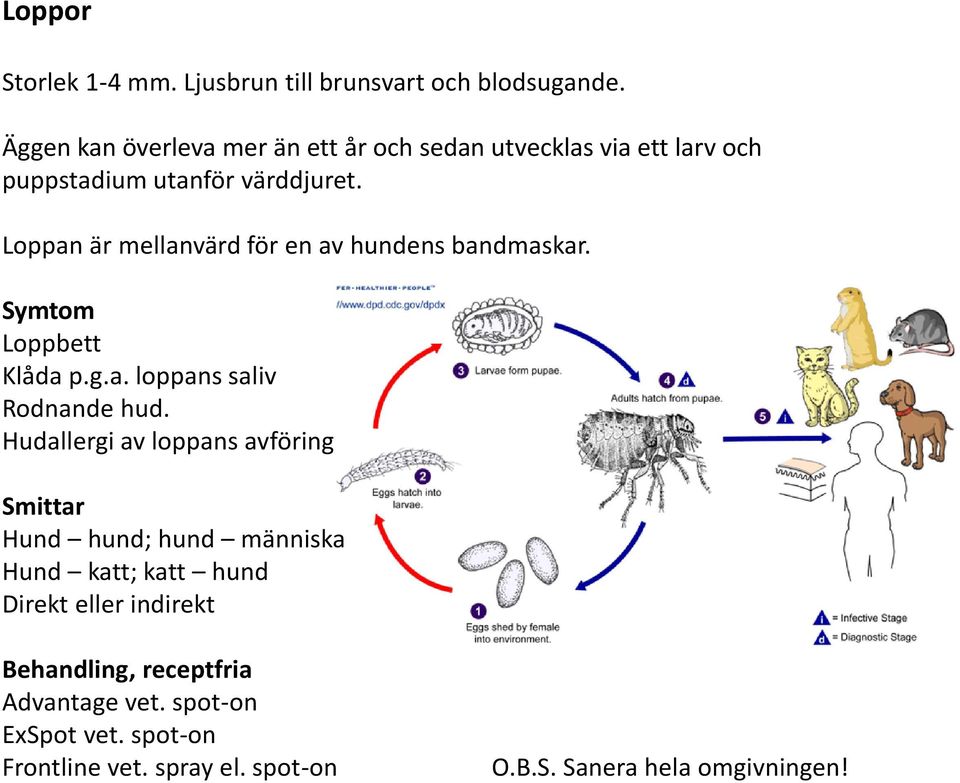 Loppan är mellanvärd för en av hundens bandmaskar. Symtom Loppbett Klåda p.g.a. loppans saliv Rodnande hud.