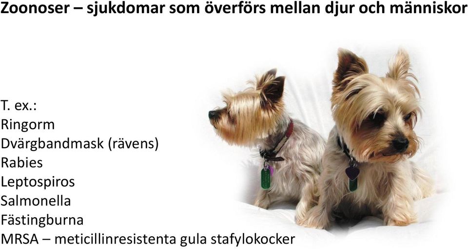 : Ringorm Dvärgbandmask (rävens) Rabies