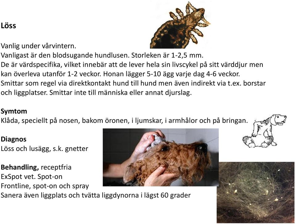 Smittar som regel via direktkontakt hund till hund men även indirekt via t.ex. borstar och liggplatser. Smittar inte till människa eller annat djurslag.