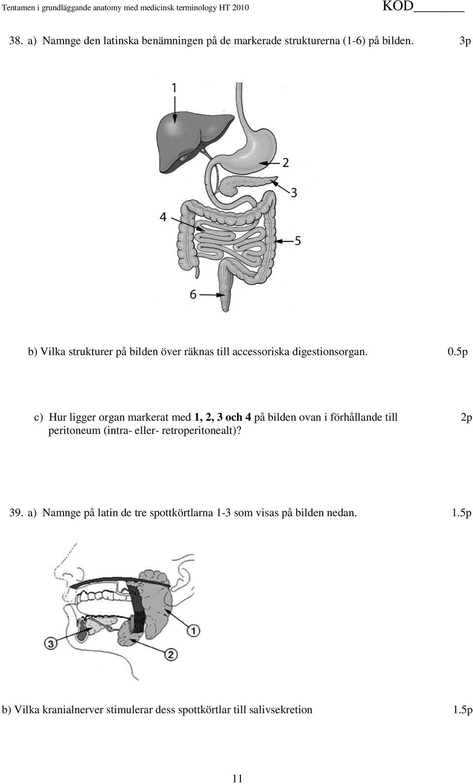 5p c) Hur ligger organ markerat med 1, 2, 3 och 4 på bilden ovan i förhållande till 2p peritoneum (intra- eller-