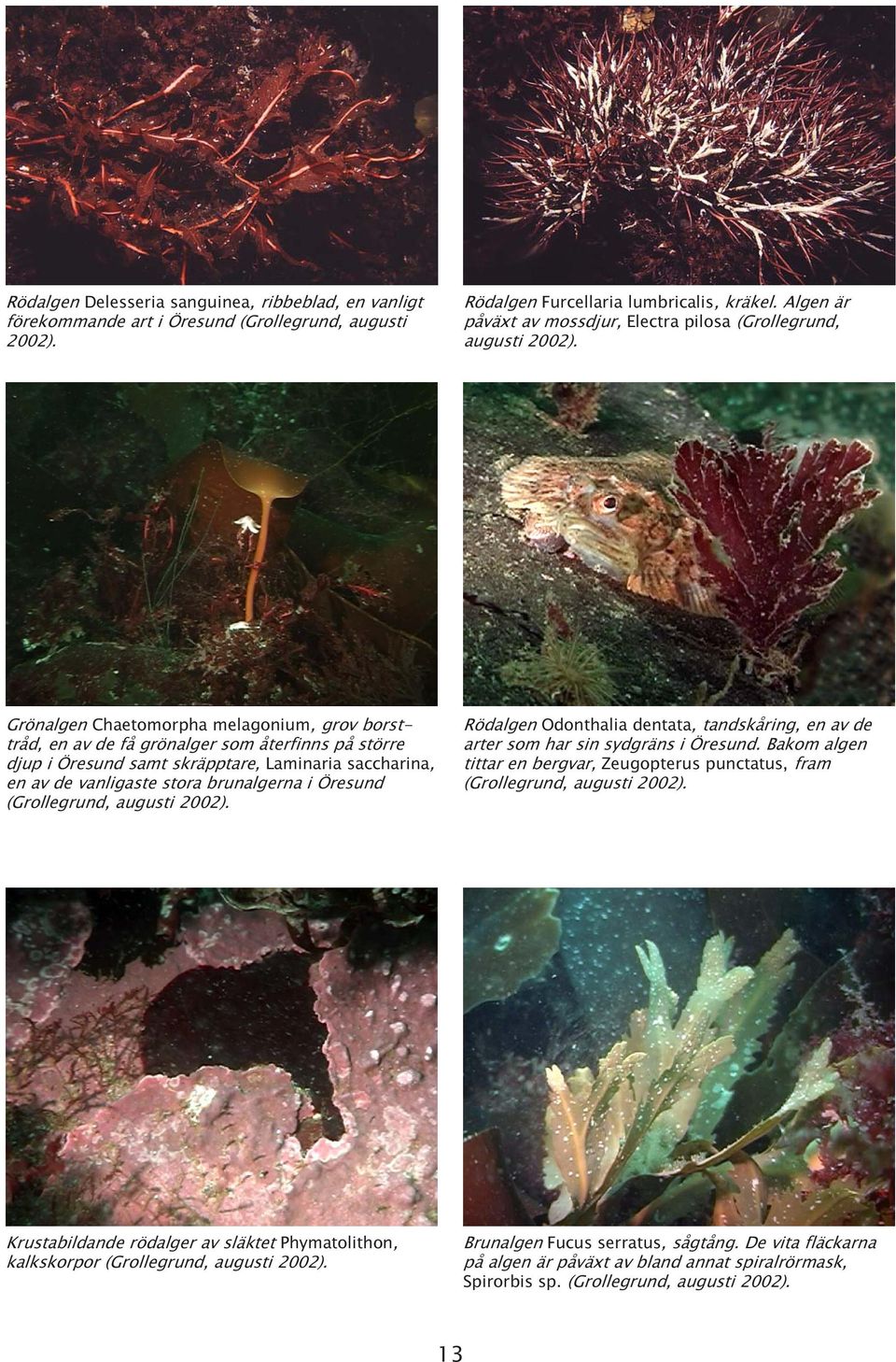 Grönalgen Chaetomorpha melagonium, grov borsttråd, en av de få grönalger som återfinns på större djup i Öresund samt skräpptare, Laminaria saccharina, en av de vanligaste stora brunalgerna i Öresund