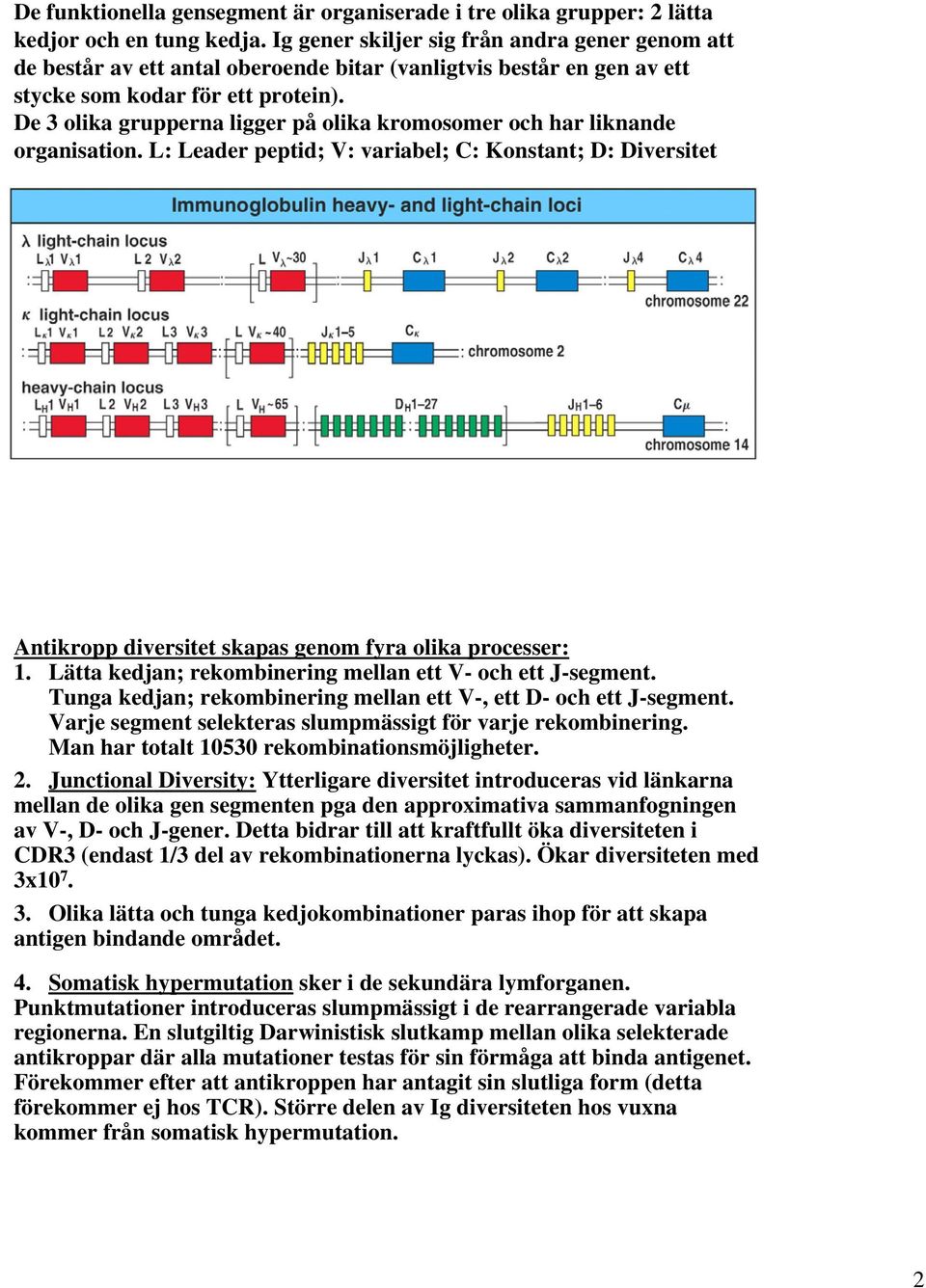 De 3 olika grupperna ligger på olika kromosomer och har liknande organisation. L: Leader peptid; V: variabel; C: Konstant; D: Diversitet Antikropp diversitet skapas genom fyra olika processer: 1.